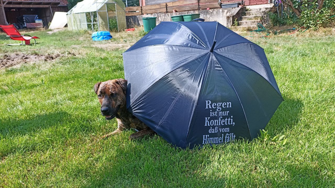 Hund mit Schirm